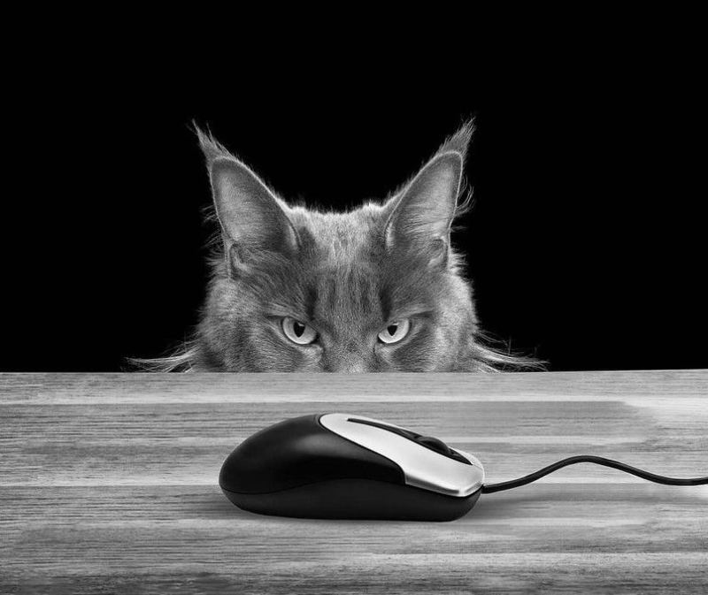 Greycat