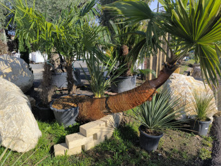 jh-bi-passif-cherche-daddy-bm