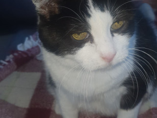 2-mecs-actif-passif-40-et-60a