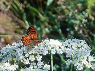 envie-de-me-faire-masser-les-seins