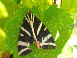 rencontre-sexe-avec-homme