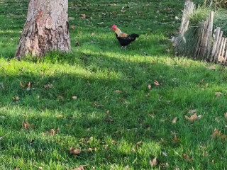 homme-passif-recherche-femme-pegging