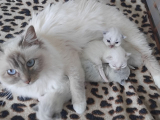 chaton-sacre-de-birmanie