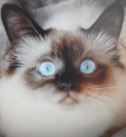 chaton-sacre-de-birmanie-big-1