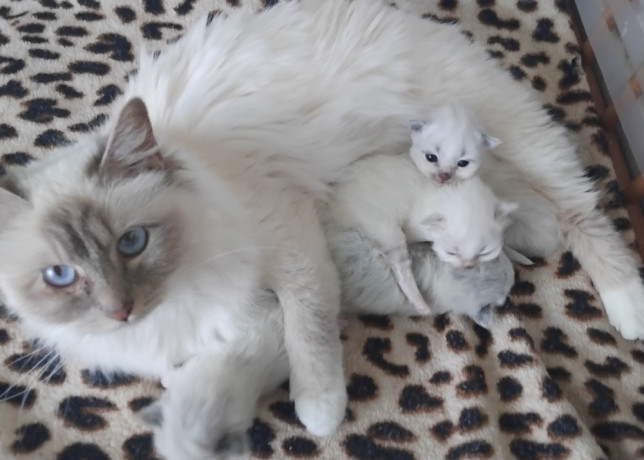 chaton-sacre-de-birmanie-big-0