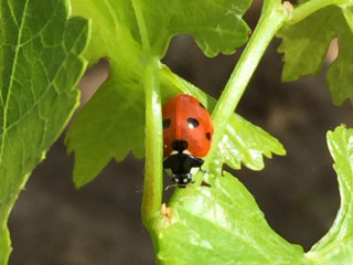 je-ch-a-pomper-queue