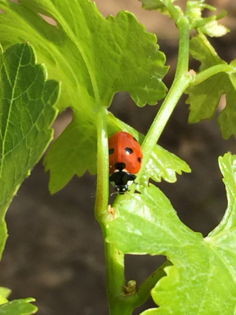 je-ch-a-pomper-queue-big-0