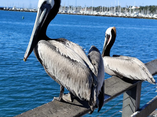 qui-veut-madministrer-de-tres-bonnes-fessees