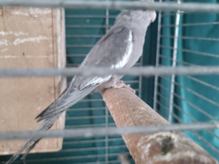 recherchons-black-ttbm-pour-mme-65-ans