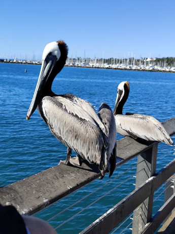 je-suis-a-la-recherche-de-big-0