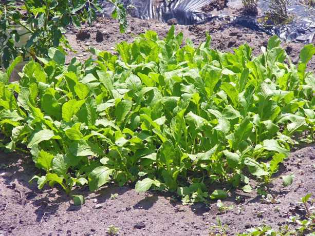 recherche-amitie-big-0