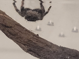 jh-20-cherche-jeune-partenaire