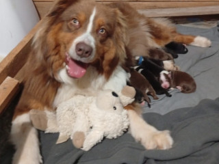 chiots-berger-australien-non-lof-a-reserver-nes-le-19-avril-big-2