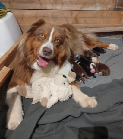 chiots-berger-australien-non-lof-a-reserver-nes-le-19-avril-big-0