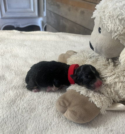 chiots-berger-australien-non-lof-a-reserver-nes-le-19-avril-big-1