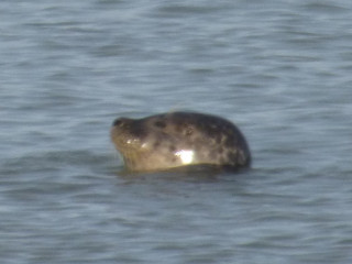 hello-moi-uniquement-passif-pour-plan-direct-sans-bla-bla-avec-h-actifs-ou-couple