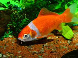 passif-sympa-pour-actif