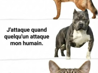 cherche-minou-black-ou-asiat-tres-ouvert