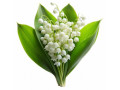 sexagenaire-curieux-small-0