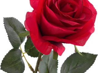 relation-pour-amical-voir-plus