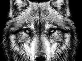 dominant-pour-minet-vidangeuse