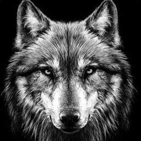 dominant-pour-minet-vidangeuse-big-0