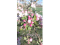 homme-cherche-femme-a-grosse-poitrine-pour-longue-tetee-et-cunnilingus-small-0