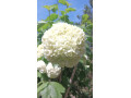 homme-cherche-grand-mere-pour-moment-agreable-small-0
