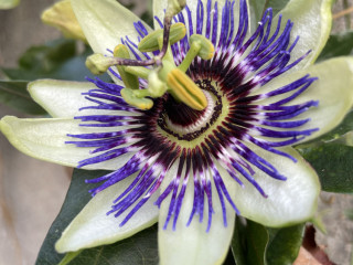 cherche-homme-mur-actif