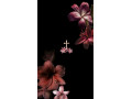 recherche-dune-maitresse-hooot-small-0