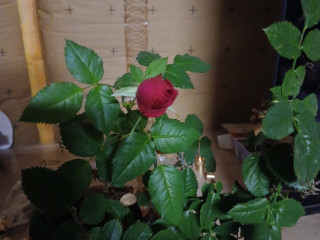 recherche-trans-effemine