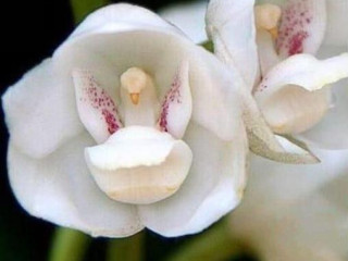 cherche-couple-avec-fbi-ou-rencontre-hhf