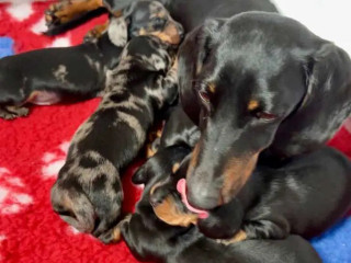 sublimes-chiots-teckel-nain-a-poil-ras-lof-a-vendre