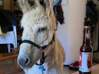 cherche-maillon-fort