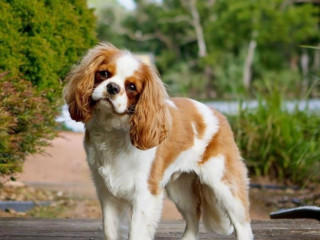 ch-mec-pour-dial-et-plus-si-possible