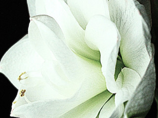 homme-coquin-en-lingerie