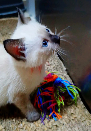 chatons-siamois-big-0