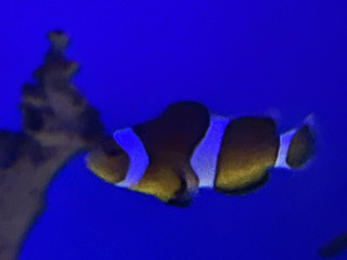 sucer-en-toute-discretion