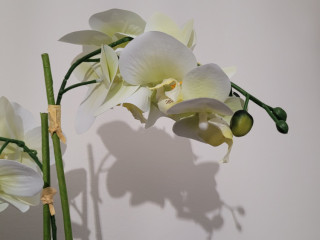 homme-52-ans-cherche-queue-a-sucer