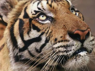 recherche-chlotide75