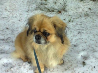 recherche-dominateur-trice-ou-couple